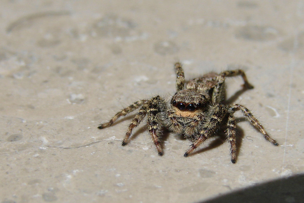 Besuch auf meiner Fensterbank