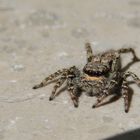 Besuch auf meiner Fensterbank