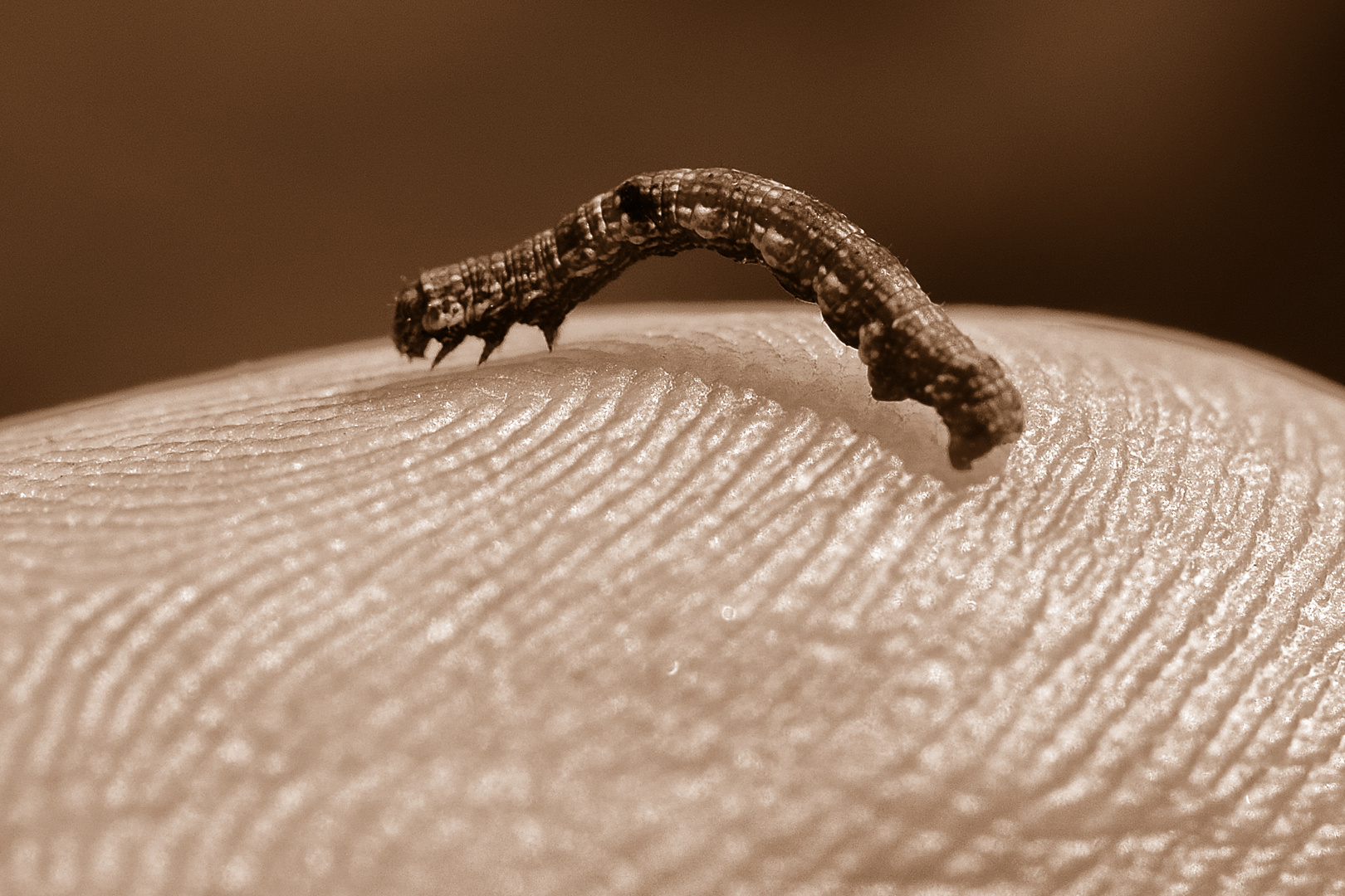 Besuch auf meiner Fingerkuppe