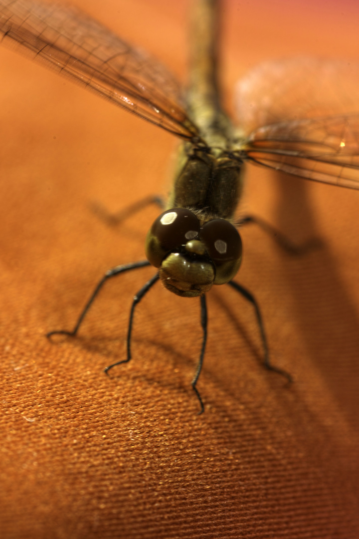 Besuch auf meiner Hose