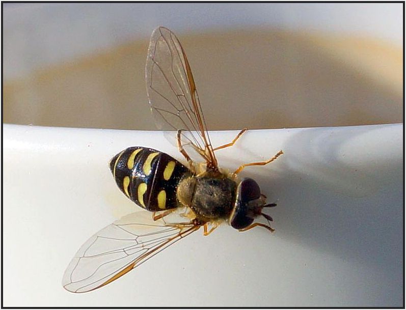 Besuch auf meiner Kaffeetasse