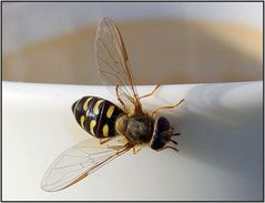 Besuch auf meiner Kaffeetasse