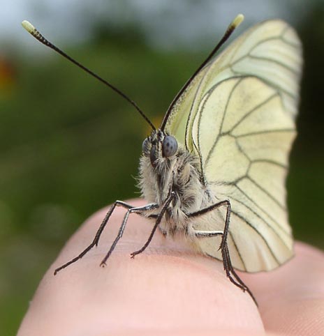 Besuch auf meiner linken Hand