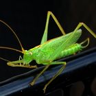 Besuch auf meiner Terrasse