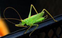 Besuch auf meiner Terrasse