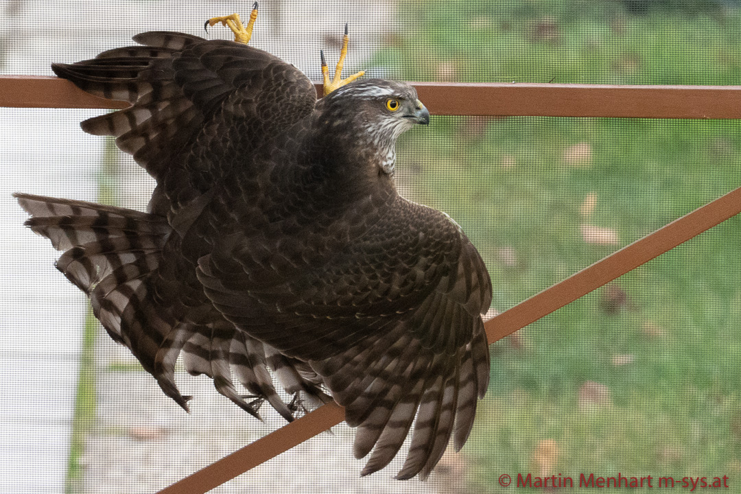 Besuch auf meiner Terrasse 2