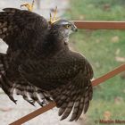 Besuch auf meiner Terrasse 2