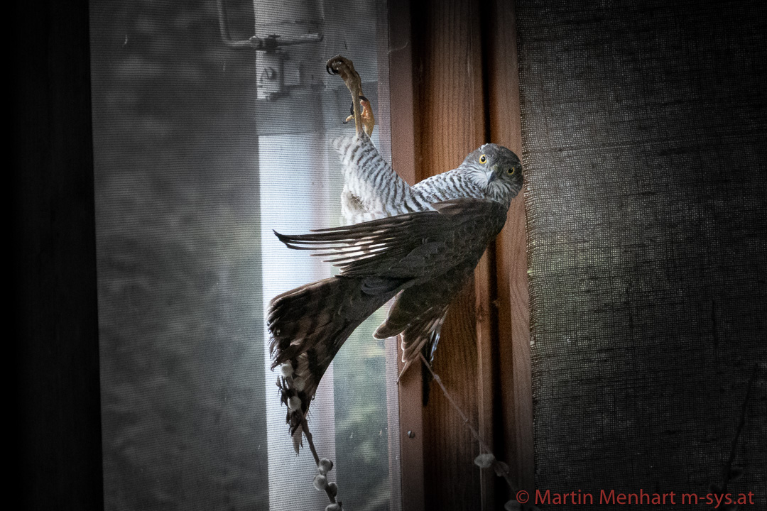 Besuch auf meiner Terrasse 