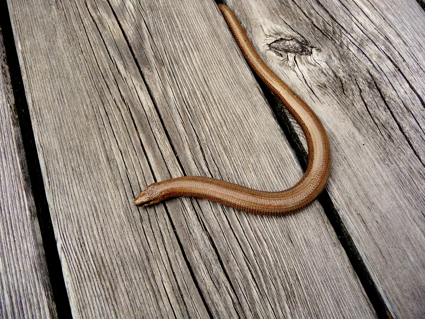 Besuch auf meiner Terrasse