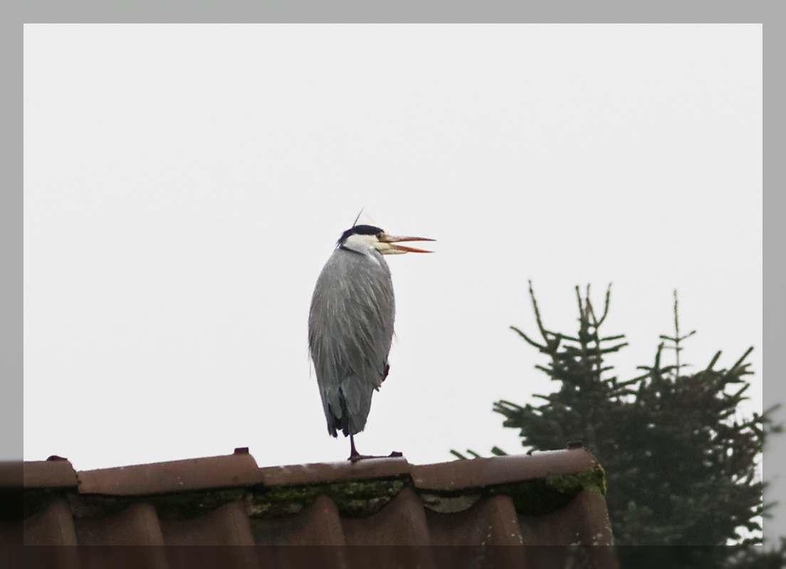 Besuch auf Nachbar´s Dach