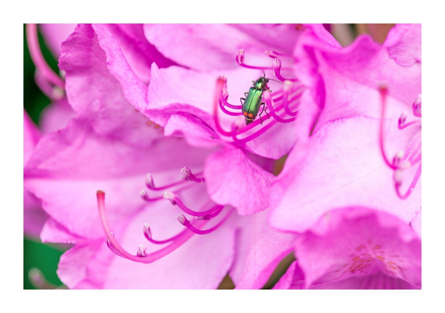 Besuch auf Rhododendron