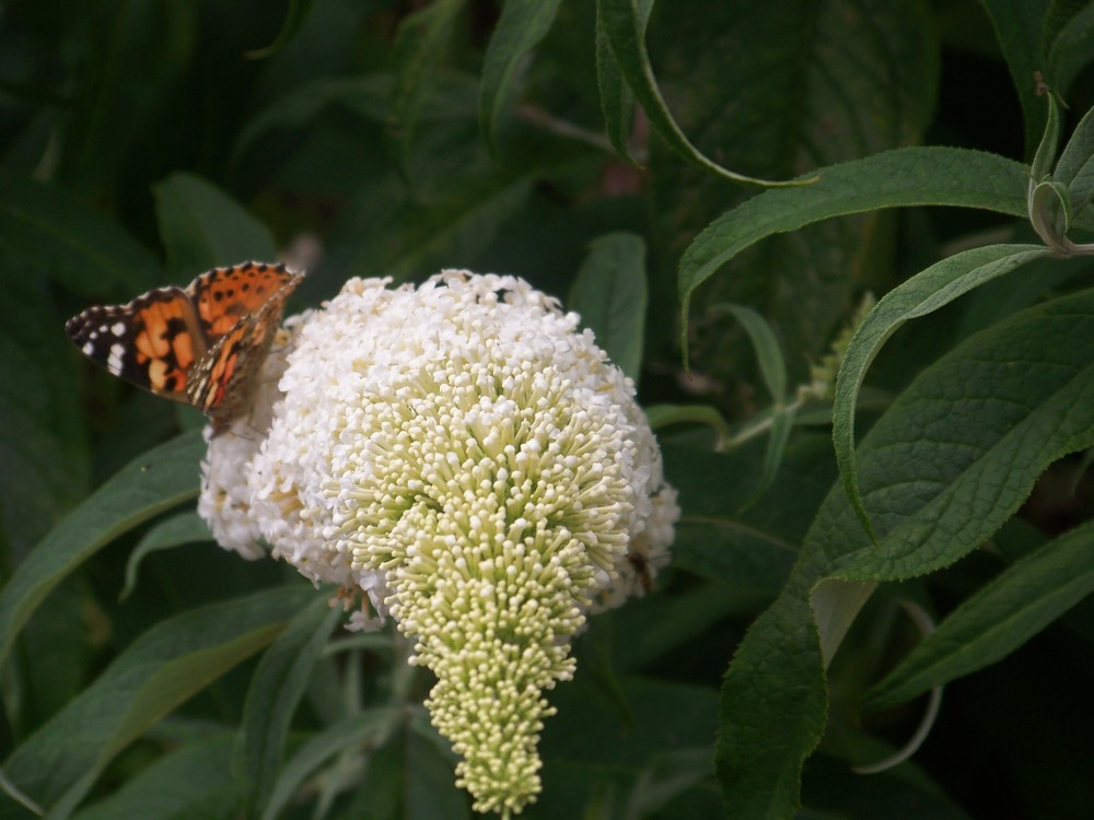 Besuch auf Sommerflieder