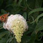 Besuch auf Sommerflieder