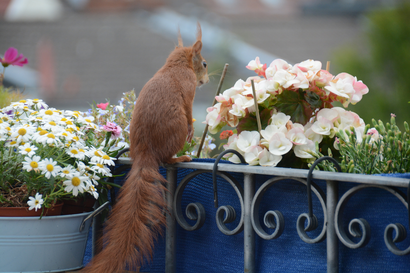 Besuch auf unserem Balkon