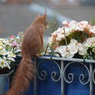 Besuch auf unserem Balkon