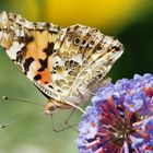 Besuch auf unserem Balkon