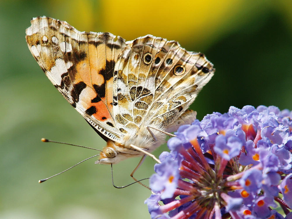 Besuch auf unserem Balkon Foto & Bild | tiere, wildlife, schmetterlinge ...