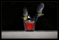 Besuch auf unserem Balkon