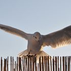 Besuch auf unserem Balkon