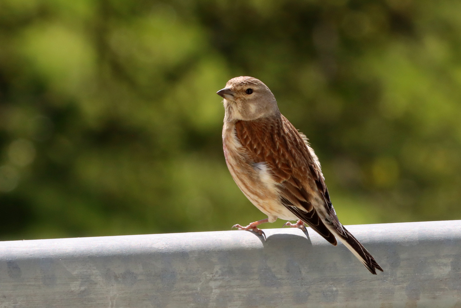 Besuch auf unserem Balkon. Ein Bluthänfling.