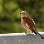 Besuch auf unserem Balkon. Ein Bluthänfling.