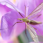 Besuch auf unserer Herbstzeitlose _ 2