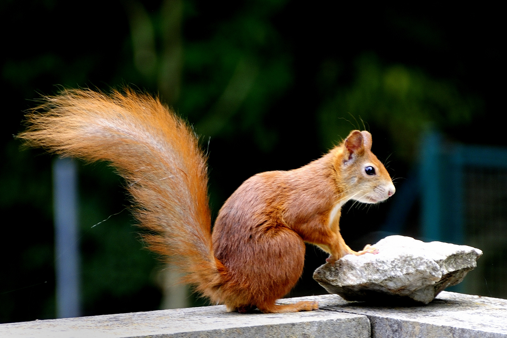 Besuch auf unserer Terrasse