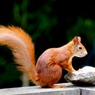 Besuch auf unserer Terrasse