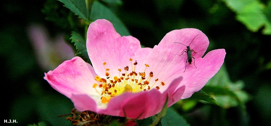 Besuch auf zarter Blüte