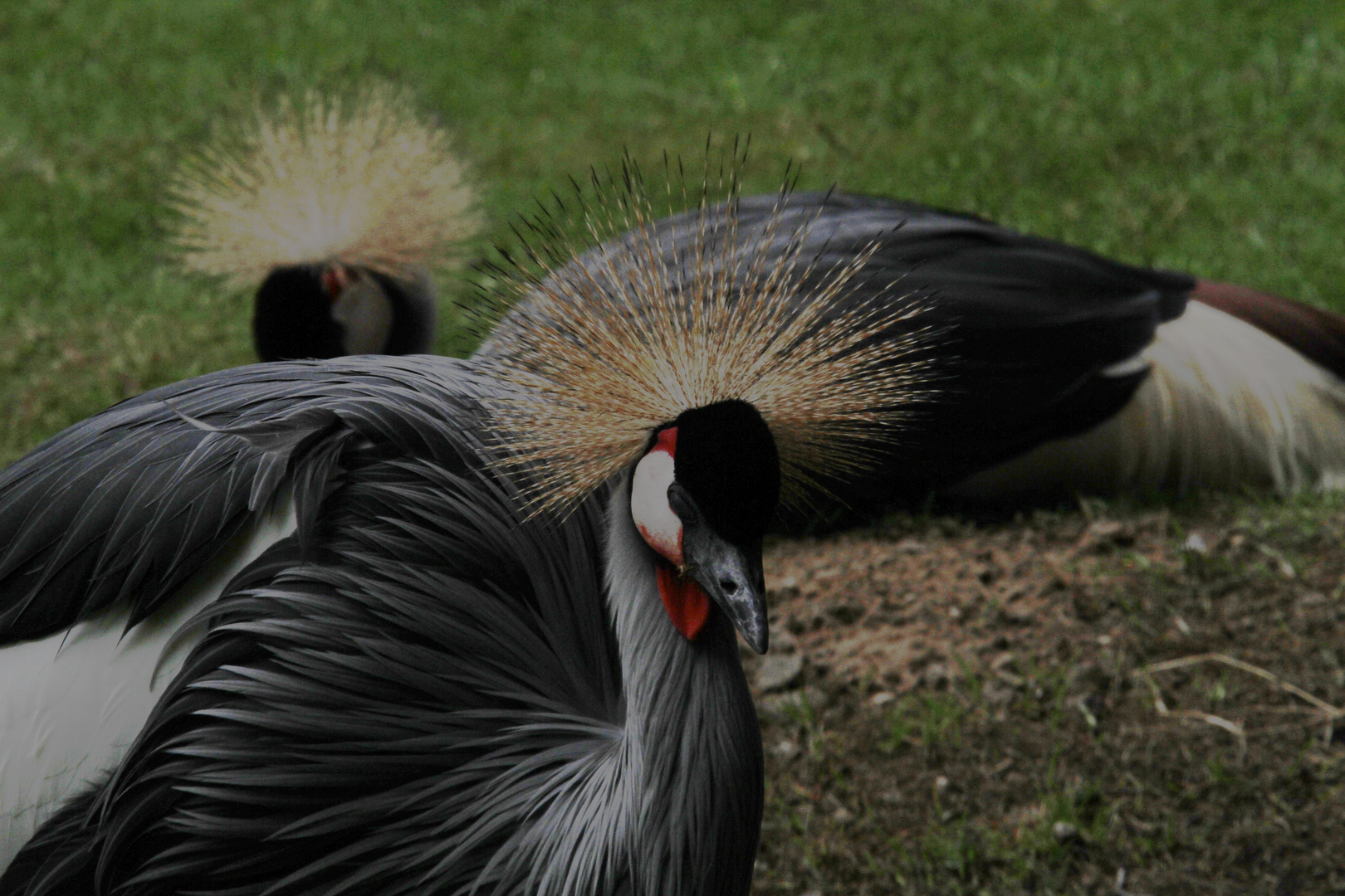 Besuch aus Australien