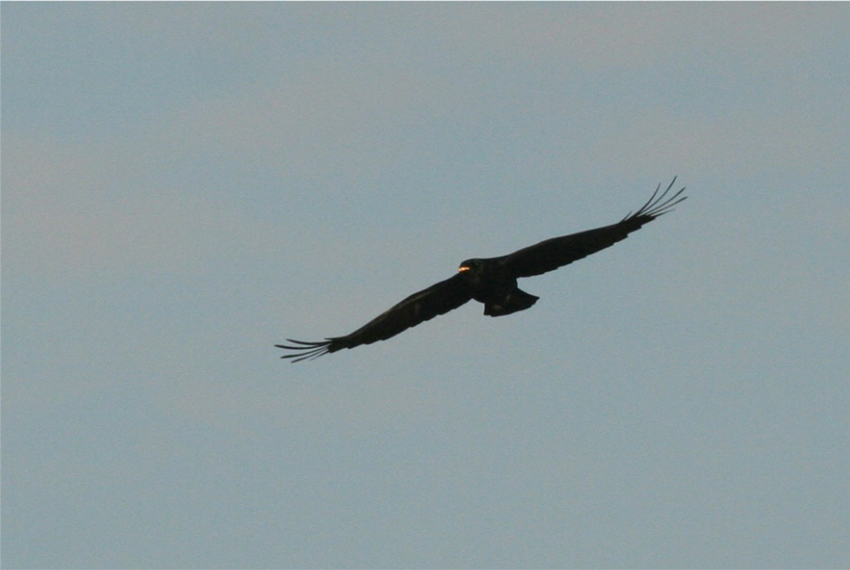 Besuch aus dem Alpenraum?