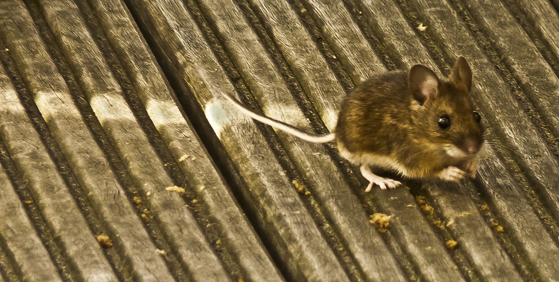 ~ besuch aus dem garten ~