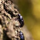 Besuch aus dem Unterholz mit Begleitung