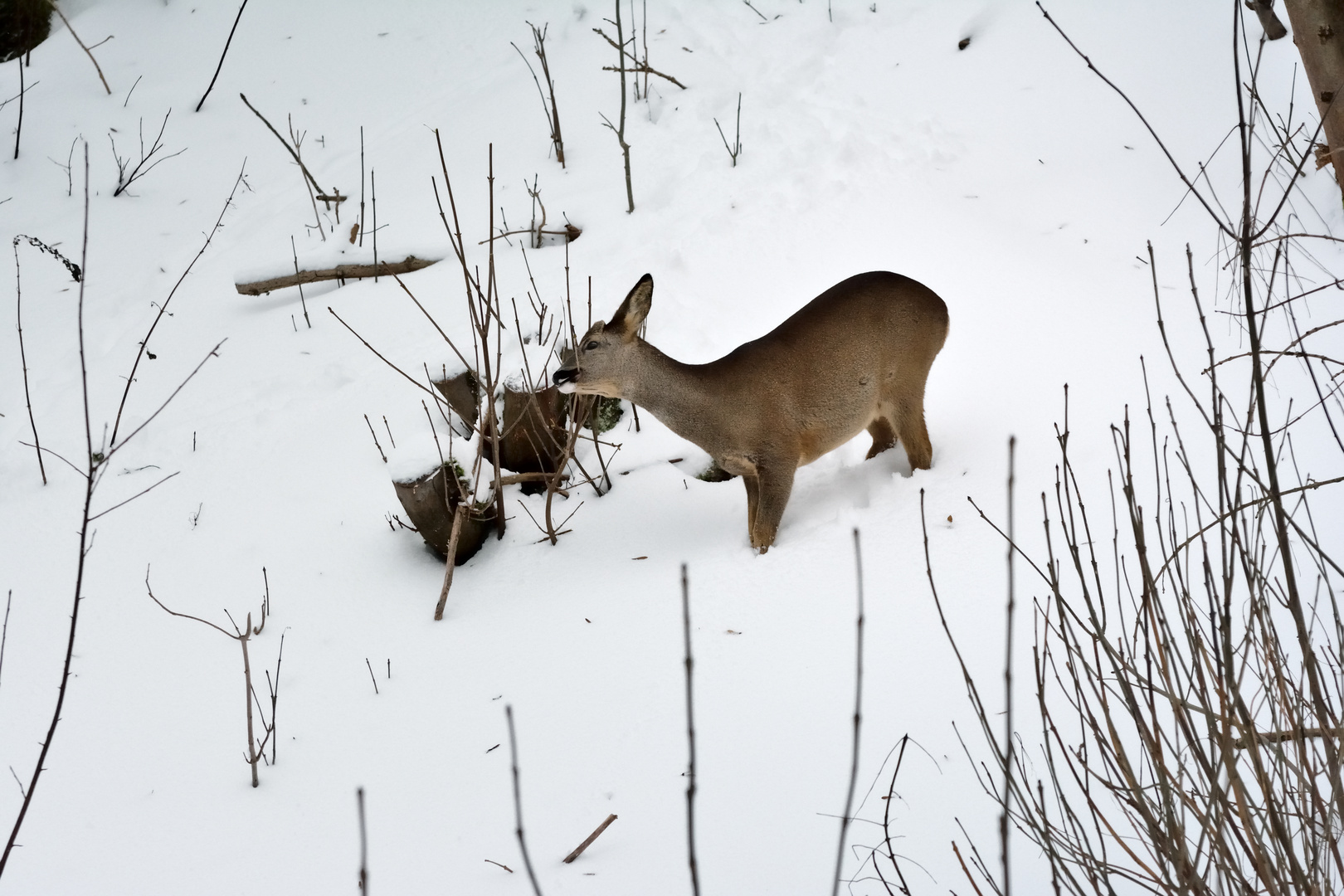 Besuch aus dem Wald 2