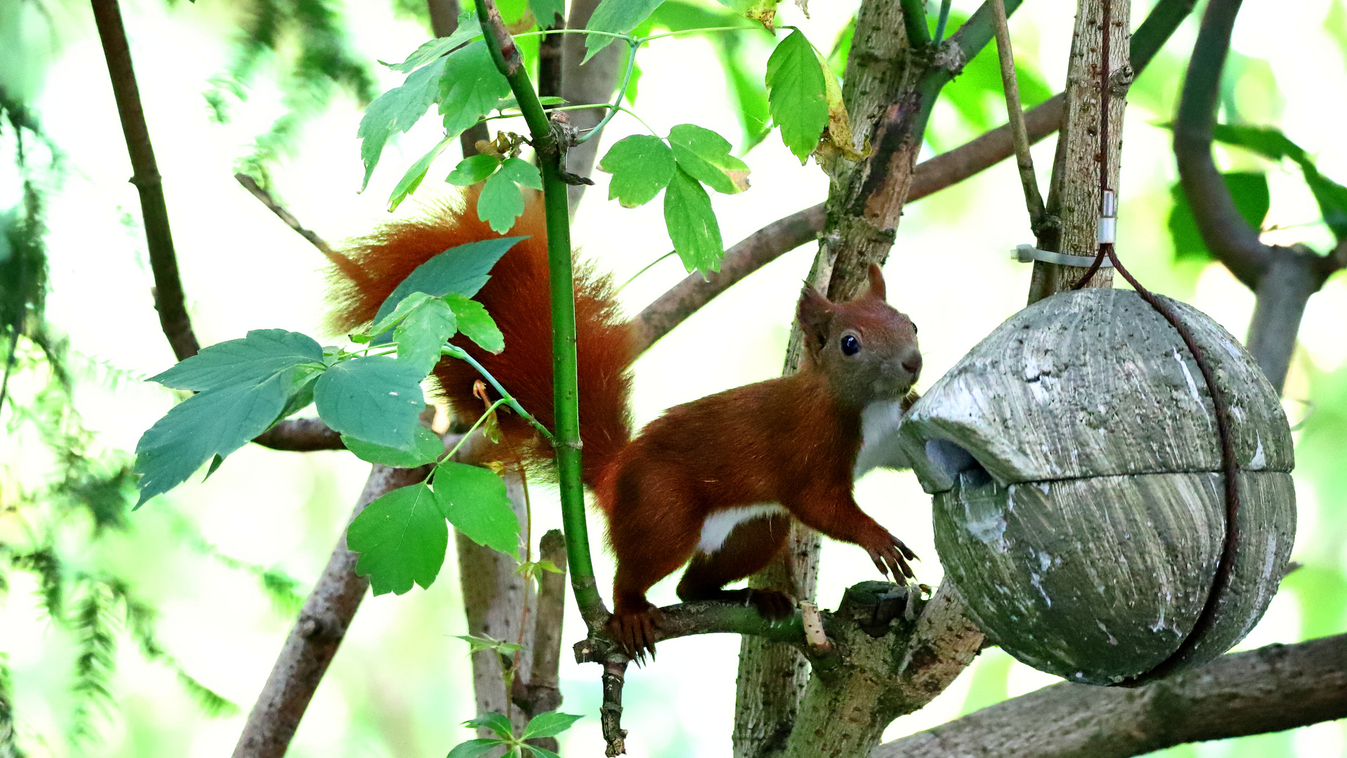 Besuch aus dem Wald