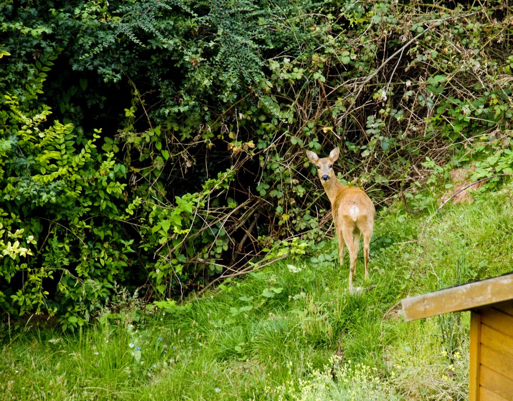 Besuch aus dem Wald