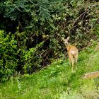 Besuch aus dem Wald