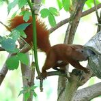 Besuch aus dem Wald