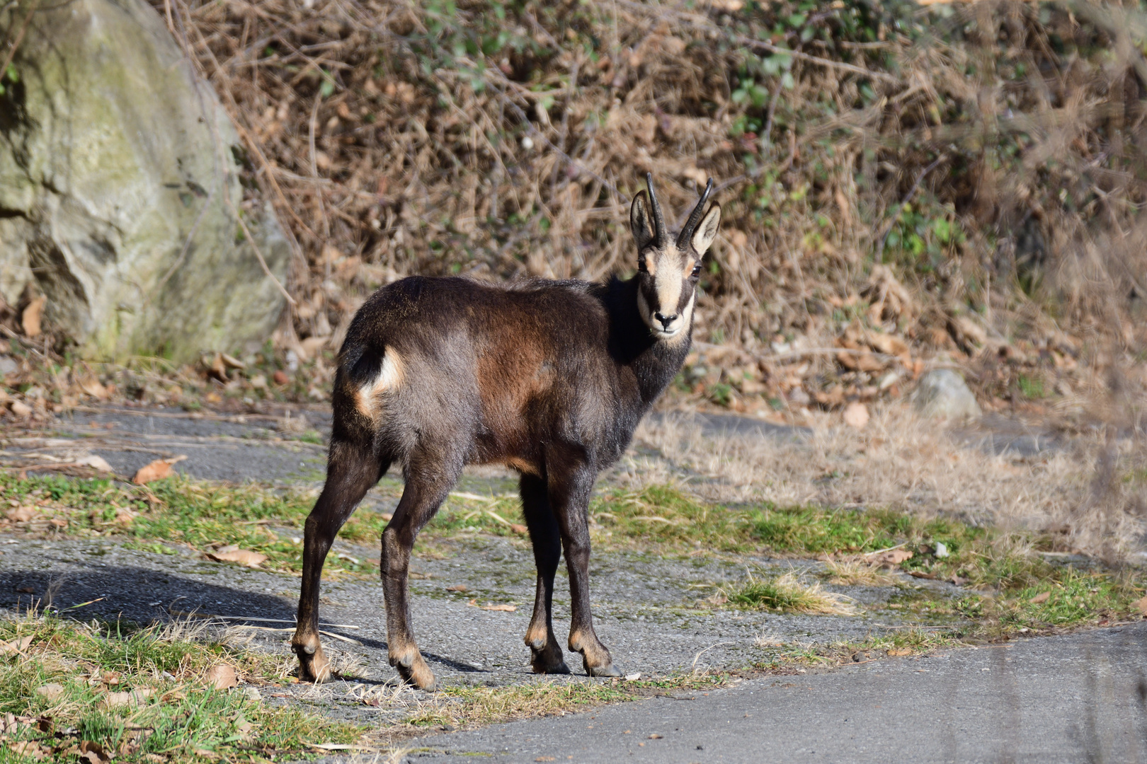 Besuch aus den Bergen 