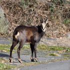 Besuch aus den Bergen 