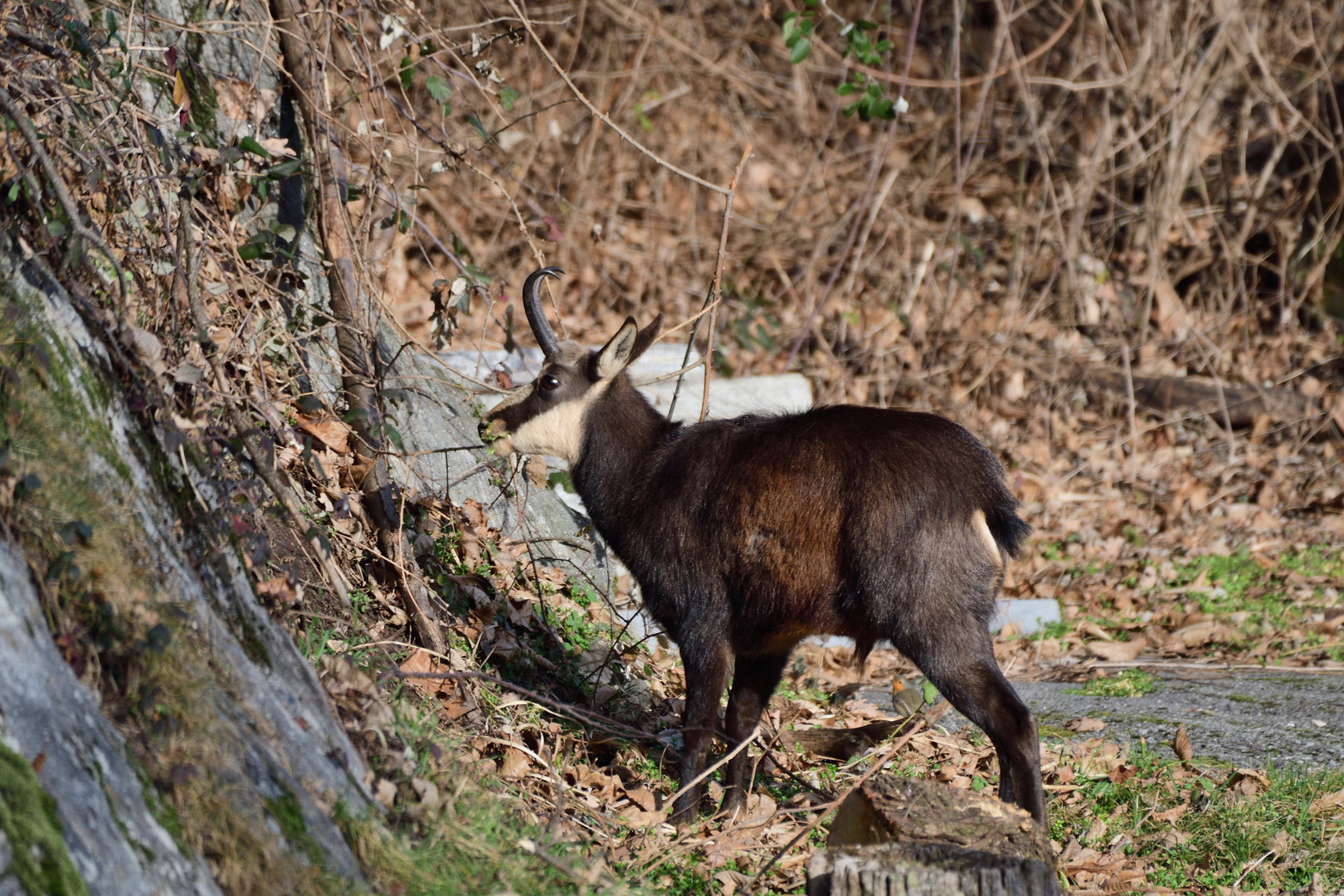 Besuch aus den Bergen 