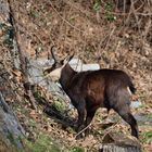 Besuch aus den Bergen 