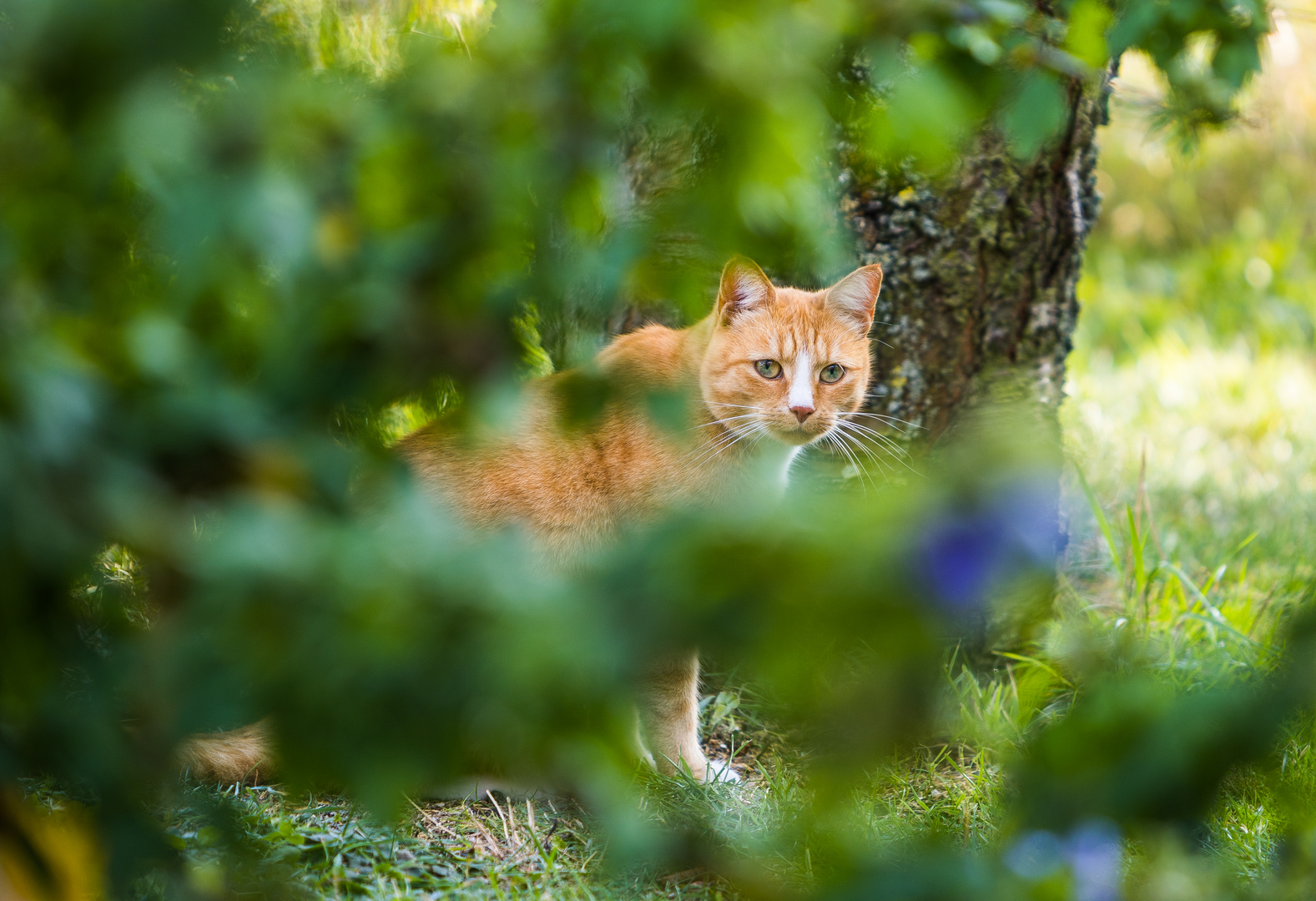 Besuch aus der Nachbarschaft