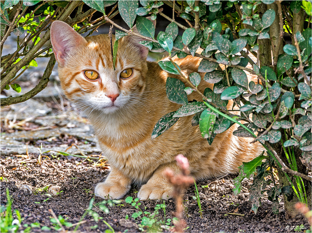 Besuch aus der Nachbarschaft