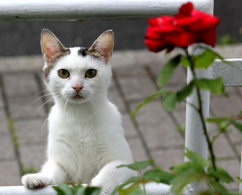 Besuch aus der Nachbarschaft