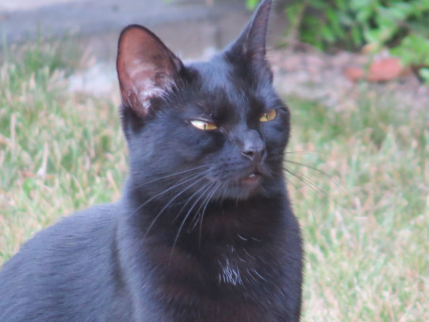 Besuch aus der Nachbarschaft im Garten