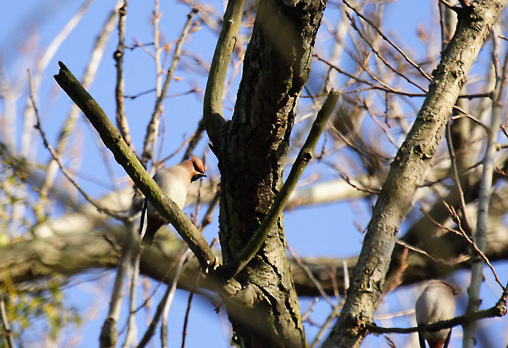 Besuch aus der Taiga