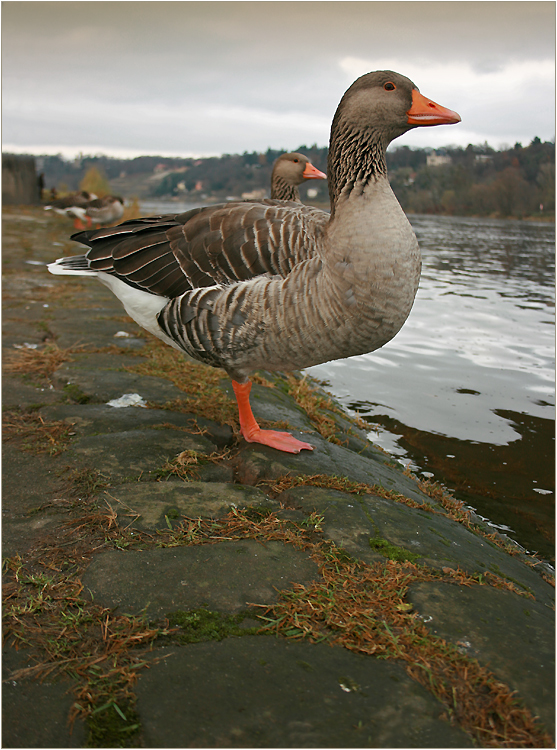 Besuch aus Kanada