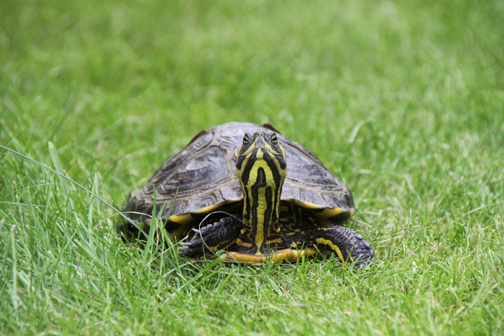 Besuch aus Nachbar`s Garten