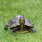 Besuch aus Nachbar`s Garten